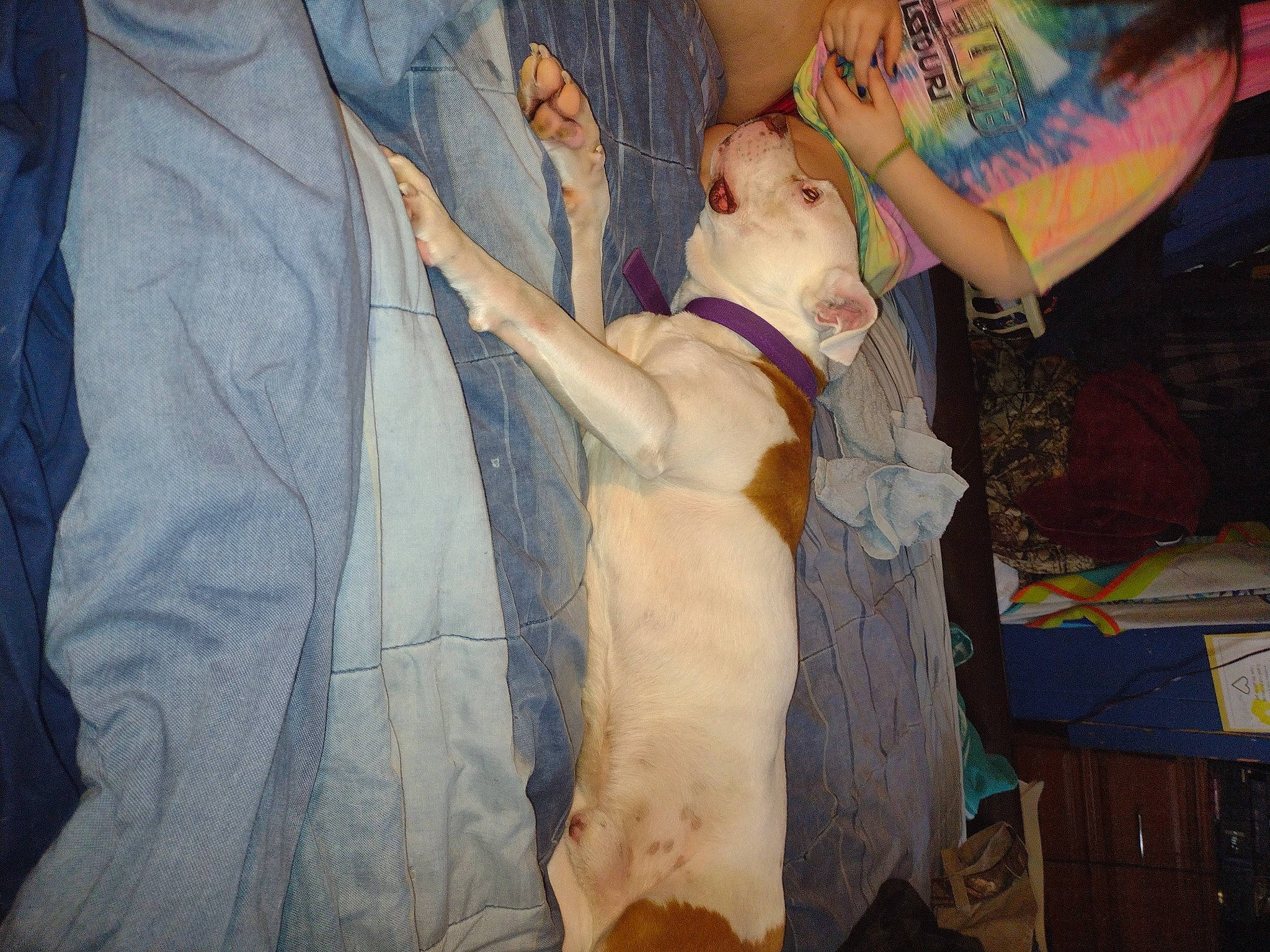 Zeus joined the competition — help win amazing prizes! abdomen, barechested, canidae, chest, comfort, companion_dog, dog_breed, fawn, felidae, fun, fur, hat, room, sporting_group, tail, trunk