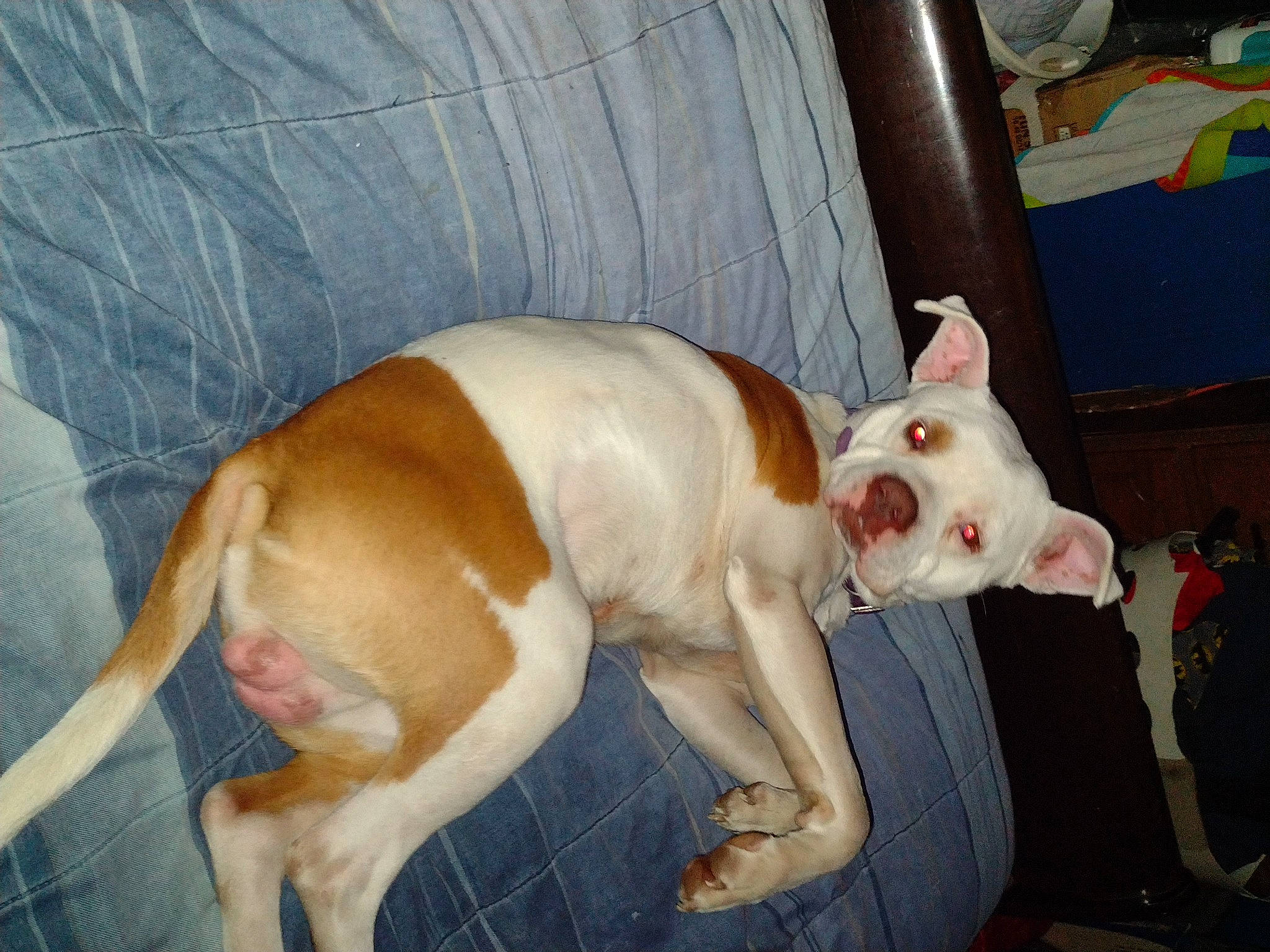 Zeus joined the competition — help win amazing prizes! ancient_dog_breeds, canidae, carnivore, collar, comfort, companion_dog, dog, dog_breed, dog_supply, ear, fawn, fur, non_sporting_group, paw, snout, sporting_group, tail, toy_dog, whiskers, working_animal