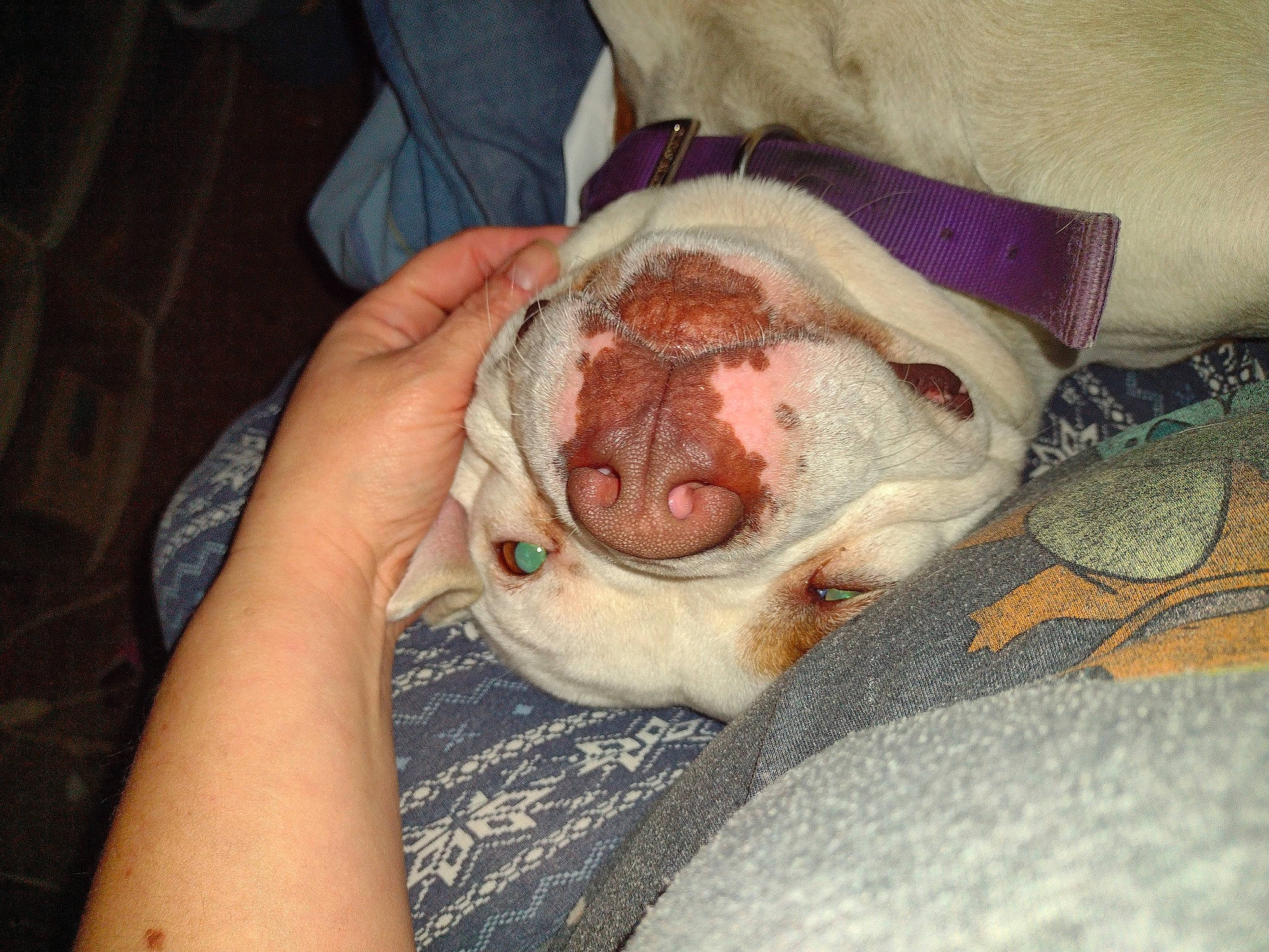 Zeus joined the competition — help win amazing prizes! canidae, carnivore, comfort, companion_dog, dog, dog_breed, ear, fawn, flesh, fur, jaw, nail, non_sporting_group, paw, snout, sporting_group, toy_dog, whiskers, working_animal, wrinkle