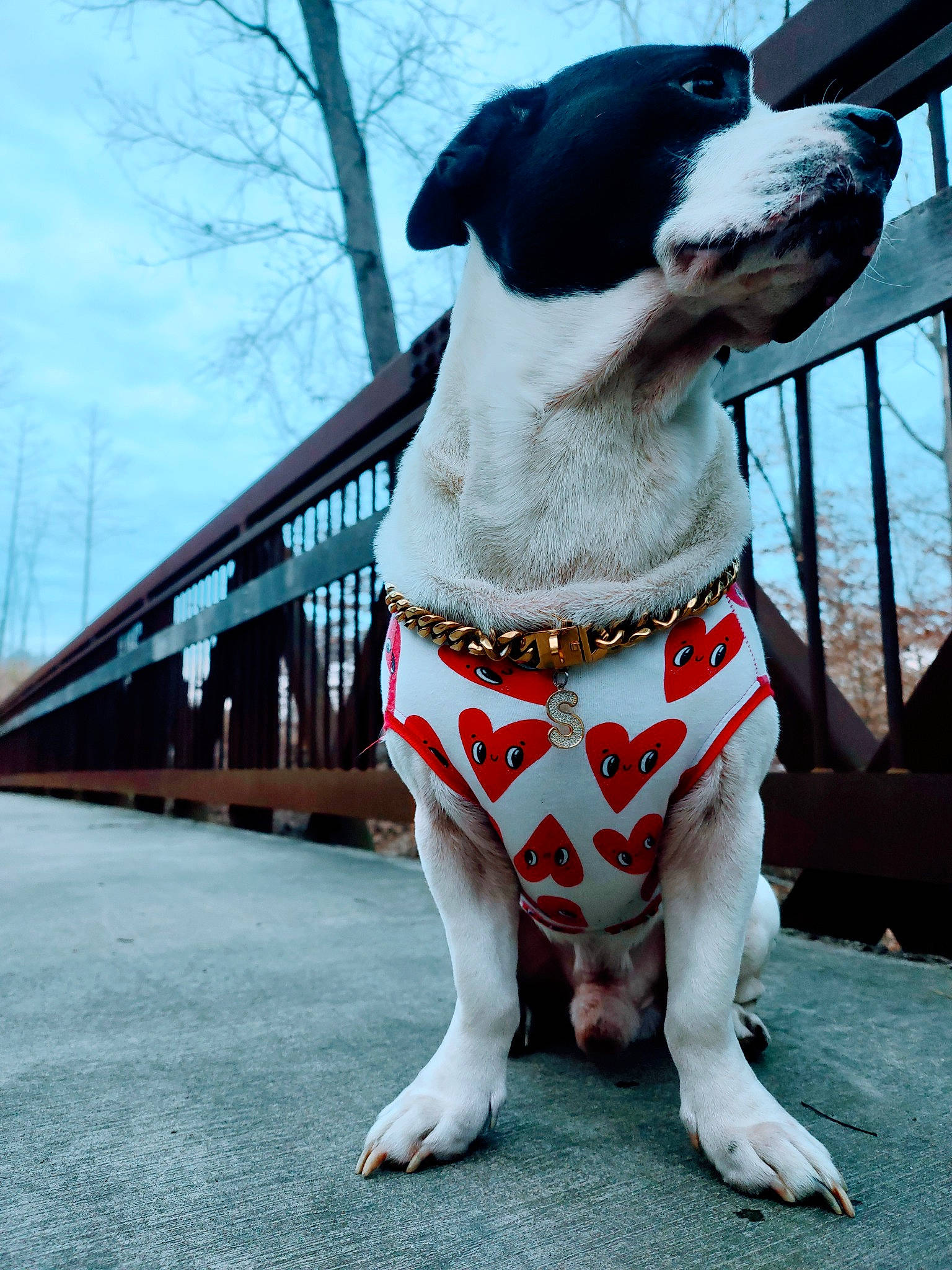 Spots joined the competition — help win amazing prizes! carnivore, collar, companion_dog, dog, dog_breed, dog_clothes, dog_collar, dog_supply, fawn, leash, mammal, pet_supply, sky, snout, sporting_group, tail, tree, vertebrate, whiskers, working_animal