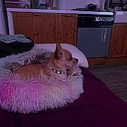 Shanna a rejoint le concours — aidez-le/la à gagner de superbes lots ! dog, small_dog, bead_necklace, pet_bed, fluffy_bed, purple_blanket, kitchen, wooden_cabinets, dishwasher, sink, countertop, indoor, pet, resting, side_view, flooring, household, cozy, domestic, furniture