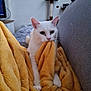 cat, white_cat, blanket, yellow_blanket, couch, indoor, pet, feline, cozy, relaxing, fur, animal, playful, home, living_room, cat_tree, shelf, resting_cat, soft_texture, cute