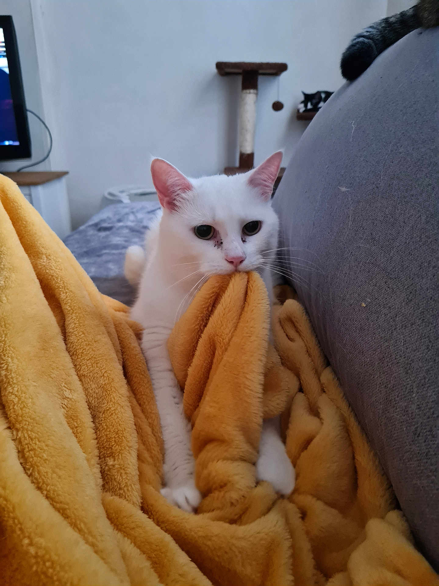 Loupiote