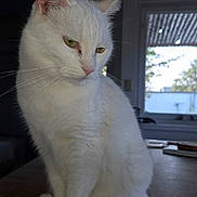 Loupiote a rejoint le concours — aidez-le/la à gagner de superbes lots ! white_cat, cat, pet, animal, feline, indoor, window, wooden_table, sitting, fur, whiskers, ears, tail, portrait, natural_light, domestic_animal, calm, close_up, house, quiet