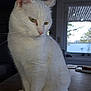 white_cat, cat, pet, animal, feline, indoor, window, wooden_table, sitting, fur, whiskers, ears, tail, portrait, natural_light, domestic_animal, calm, close_up, house, quiet
