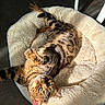 Peï Taï a rejoint le concours — aidez-le/la à gagner de superbes lots ! animal, cat, cute, furry, green_eyes, home, indoor, lounging, orange_fur, pet, pet_bed, playful, plush_bed, relaxed, sleeping, striped_fur, sunlight, tabby_cat, upside_down, whiskers