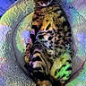 Peï Taï participe au concours pour gagner de l'argent avec cette photo : animal, blanket, blue_eyes, brown_fur, cat, close_up, colorful_lighting, cozy, feline, fuzzy, indoor, kitten, lying_down, pet, pink_nose, portrait, sitting, striped_fur, tabby, whiskers