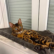 Peï Taï participe au concours pour gagner de l'argent avec cette photo : animal, bengal_cat, brown, cat, feline, golden, green_eyes, hammock, indoor, large_ears, lounging, paw, pet, portrait, relaxed, spotted, striped, whiskers, window, windowsill