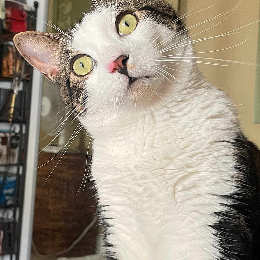 Taz
