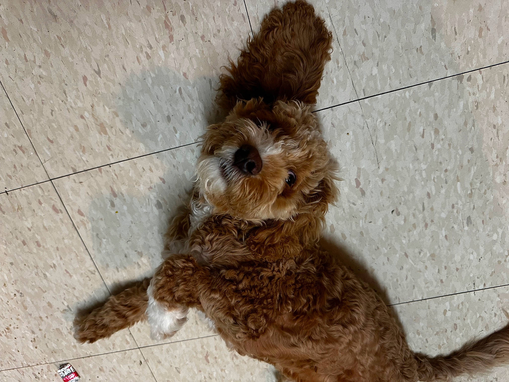 Niko joined the competition — help win amazing prizes! canidae, carnivore, collar, companion_dog, dog, dog_breed, dog_supply, fawn, fur, leash, liver, pet_supply, poodle, sporting_group, tail, terrestrial_animal, terrier, toy_dog, water_dog, working_animal