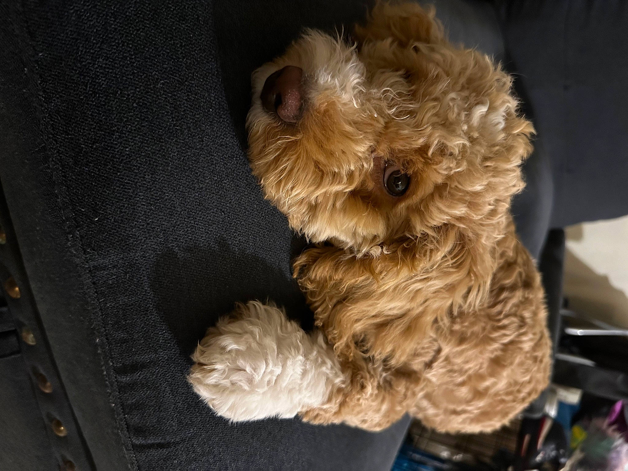 Niko is registered to the contest to win money with this photo: canidae, carnivore, companion_dog, dog, dog_breed, dog_clothes, dog_supply, fawn, fur, labradoodle, liver, pet_supply, poodle, puppy_love, shih_poo, small_terrier, terrier, toy_dog, water_dog, working_animal