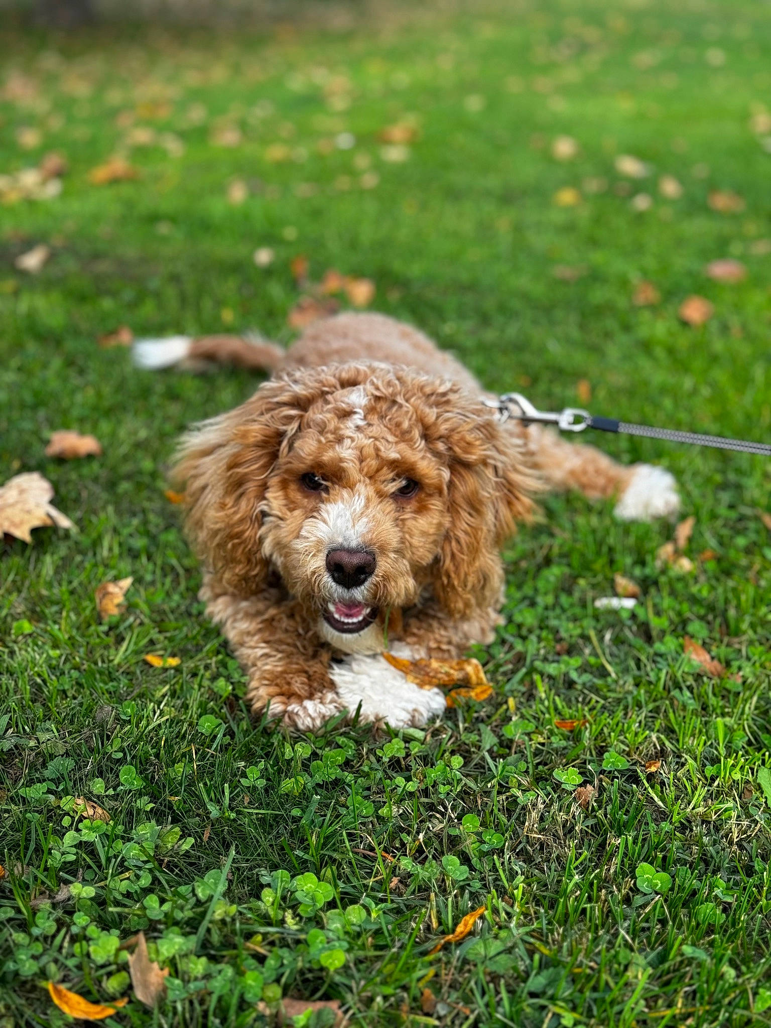 Niko joined the competition — help win amazing prizes! canidae, carnivore, companion_dog, dog, dog_breed, fur, grass, groundcover, gun_dog, liver, plant, puppy, soil, spaniel, terrestrial_animal, water_dog, working_animal, working_dog