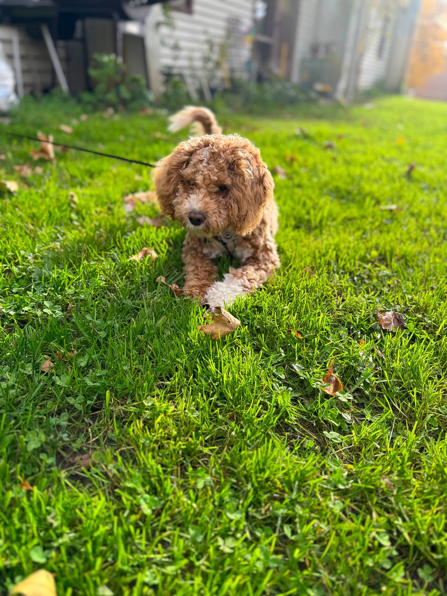 Niko joined the competition — help win amazing prizes! canidae, carnivore, companion_dog, dog, dog_breed, garden, grass, grass_family, grassland, groundcover, lawn, plant, poodle, shrub, soil, sporting_group, spring, terrier, toy_dog, water_dog