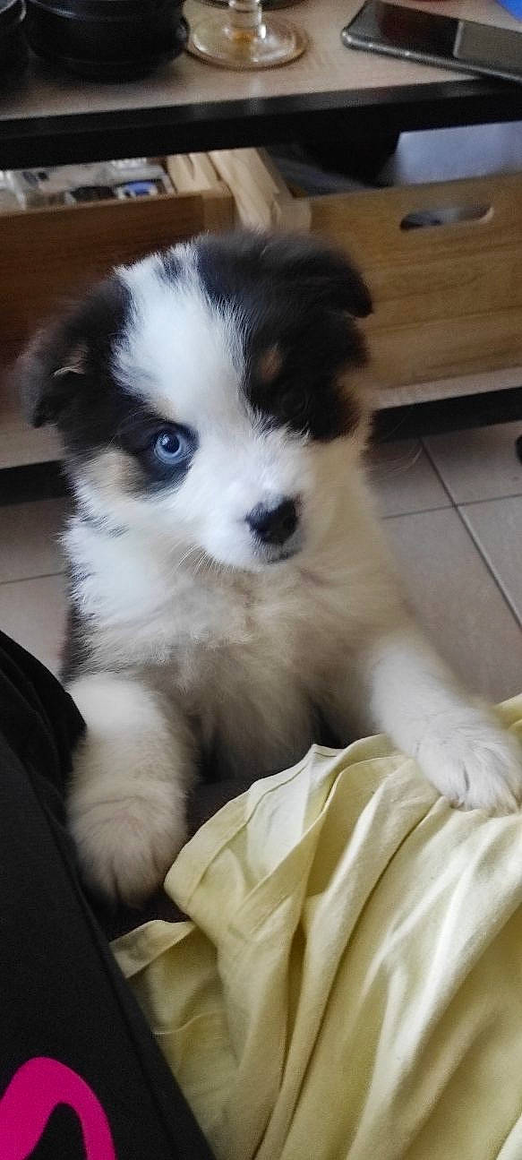 Kyra a rejoint le concours — aidez-le/la à gagner de superbes lots ! canidae, carnivore, companion_dog, dog, dog_breed, drawer, fawn, fur, hardwood, non_sporting_group, puppy, terrestrial_animal, toy_dog, whiskers, working_animal