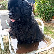 Rosalie a rejoint le concours — aidez-le/la à gagner de superbes lots ! dog, black_dog, wheelbarrow, muddy_water, wet_fur, garden, outdoor, greenery, bushes, chair, tongue_out, summer, pet, animal, playful, relaxed, sunny, grass, fence, house