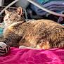 Olive is registered to the contest to win money with this photo: animal, blanket, cat, closeup, comfort, cozy, cute, domestic, feline, fur, indoor, pet, pink, relaxation, resting, sleeping, soft, stuffed_animal, sunlight, toy