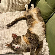 Olive is registered to the contest to win money with this photo: animal, blanket, cat, comfort, couch, cozy, cute, feline, fluffy, fur, green, home, indoor, nap, pet, relaxed, resting, sleeping, upside_down, white