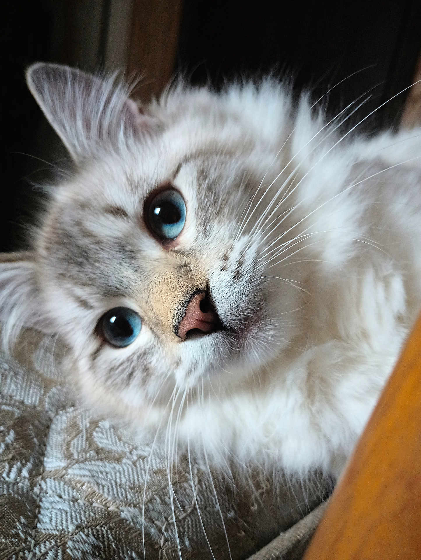 Mufasa is registered to the contest to win money with this photo: cat, blue_eyes, fluffy, close_up, whiskers, pink_nose, fur, pet, animal, indoor, texture, fabric, cute, mammal, portrait, feline, soft_light, relaxed, lying_down, domestic_animal