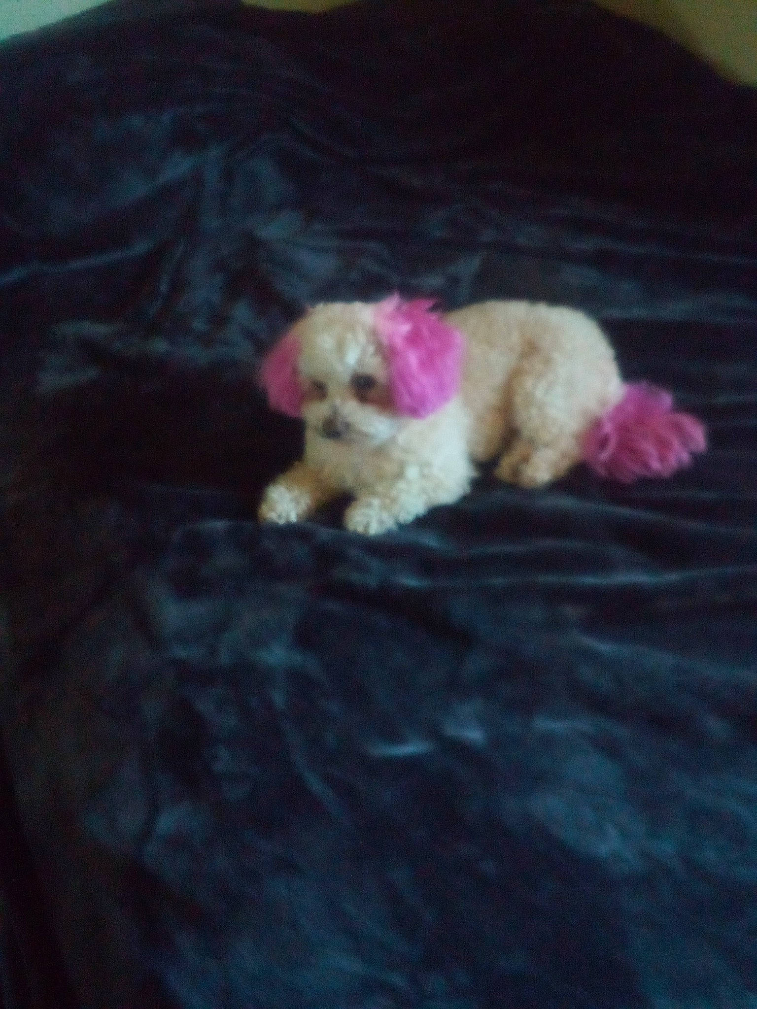 Lucky joined the competition — help win amazing prizes! _geese_and_swans, beak, carnivore, comfort, companion_dog, dog_breed, duck, ducks, fawn, felidae, fur, magenta, mustelidae, paw, small_to_medium_sized_cats, sporting_group, tail, toy, toy_dog, water_bird