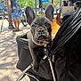 Mila is registered to the contest to win money with this photo: animal, bicycle, blurred_background, cafe, casual, collar, cute, daylight, dog, french_bulldog, leash, outdoor, people, pet, puppy, sidewalk, stroller, summer, urban, walking