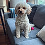 dog, poodle, curly_hair, couch, living_room, window, pillow, toy, wooden_floor, indoor, pet, fur, white_dog, sitting, cute, household, natural_light, relaxed, domestic_animal, cozy