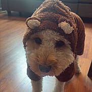 Miel is registered to the contest to win money with this photo: dog, costume, brown, fluffy, pet, indoors, wooden_floor, living_room, sofa, pillows, curious, cute, animal, fur, domestic_animal, mammal, companion, canine, home, flooring