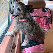 Zuki is registered to the contest to win money with this photo: animal, bowtie, canine, car, companion, cute, daylight, dog, fur, happy, leather, looking_out, pet, pink, seat, side_view, tongue_out, travel, vehicle, window