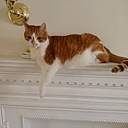 Pumpkin joined the competition — help win amazing prizes! cat, orange_cat, white_cat, mantelpiece, indoor, relaxed, feline, paw, wall_sconce, smoke_detector, pet, animal, fur, domestic_cat, resting, side_view, household, cozy, calm, mammal