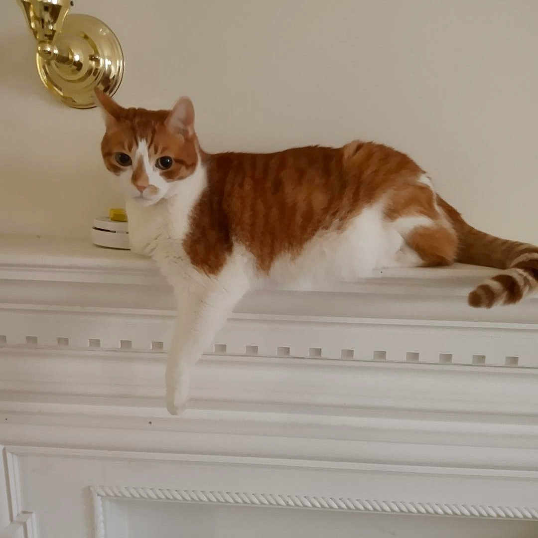 Pumpkin joined the competition — help win amazing prizes! animal, calm, cat, cozy, domestic_cat, feline, fur, household, indoor, mammal, mantelpiece, orange_cat, paw, pet, relaxed, resting, side_view, smoke_detector, wall_sconce, white_cat