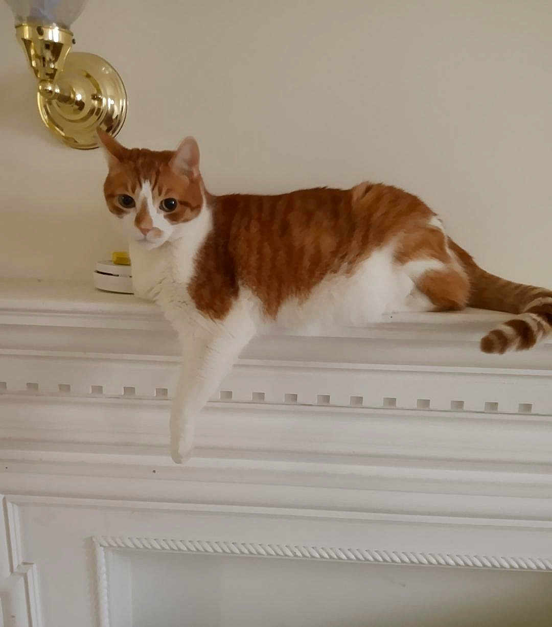 Pumpkin joined the competition — help win amazing prizes! cat, orange_cat, white_cat, mantelpiece, indoor, relaxed, feline, paw, wall_sconce, smoke_detector, pet, animal, fur, domestic_cat, resting, side_view, household, cozy, calm, mammal