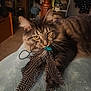 cat, tabby_cat, feathers, toy, pet, indoor, furniture, blanket, soft_texture, animal, fur, whiskers, yellow_eyes, claw, playful, relaxed, home, cozy, carpet, wooden_furniture