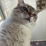Réglisse participe au concours pour gagner de l'argent avec cette photo : cat, fluffy, indoor, whiskers, window, ceiling_light, fur, close_up, blue_eyes, pet, animal, looking_down, soft_light, curious, domestic, mammal, portrait, feline, nose, ears
