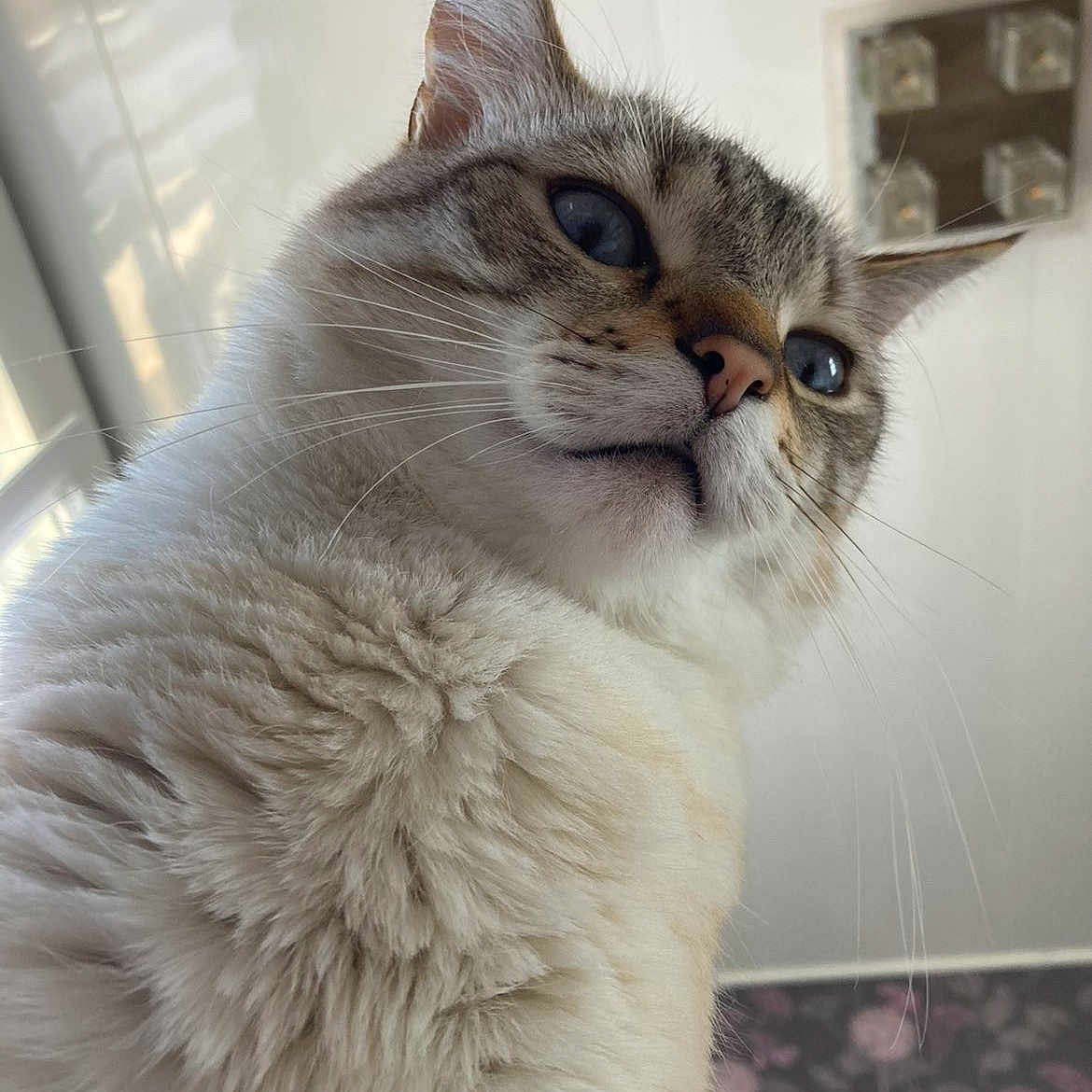 Réglisse participe au concours pour gagner de l'argent avec cette photo : animal, blue_eyes, cat, ceiling_light, close_up, curious, domestic, ears, feline, fluffy, fur, indoor, looking_down, mammal, nose, pet, portrait, soft_light, whiskers, window