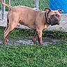 dog, brown_dog, chain_link_fence, grass, puddle, outdoor, pet, animal, collar, blue_barrel, side_view, curious, standing, yard, daylight, nature, wet_ground, canine, fence_post, alert