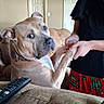 Phoenix joined the competition — help win amazing prizes! dog, person, living_room, couch, remote_control, holding_hands, smiling, indoor, brown_dog, casual_clothing, glasses, door, wall, ceiling_fan, curious_expression, seated_dog, red_pants, home, pet, interaction