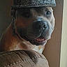 Phoenix is registered to the contest to win money with this photo: dog, hat, cap, brown_couch, indoor, pet, animal, face, snout, ears, fur, collar, seated, looking, curious, happy, shadow, wall, home, portrait