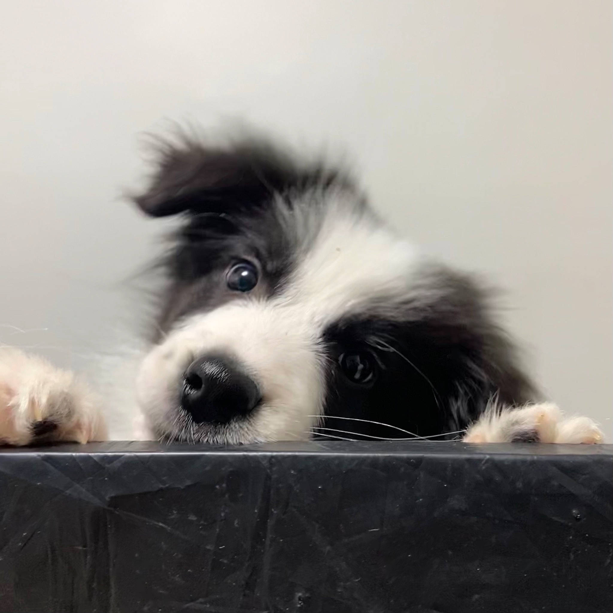 Loki participe au concours pour gagner de l'argent avec cette photo : bored, canidae, carnivore, companion_dog, dog, dog_breed, dog_supply, fur, liver, non_sporting_group, paw, snout, sporting_group, terrestrial_animal, toy_dog, whiskers, working_animal