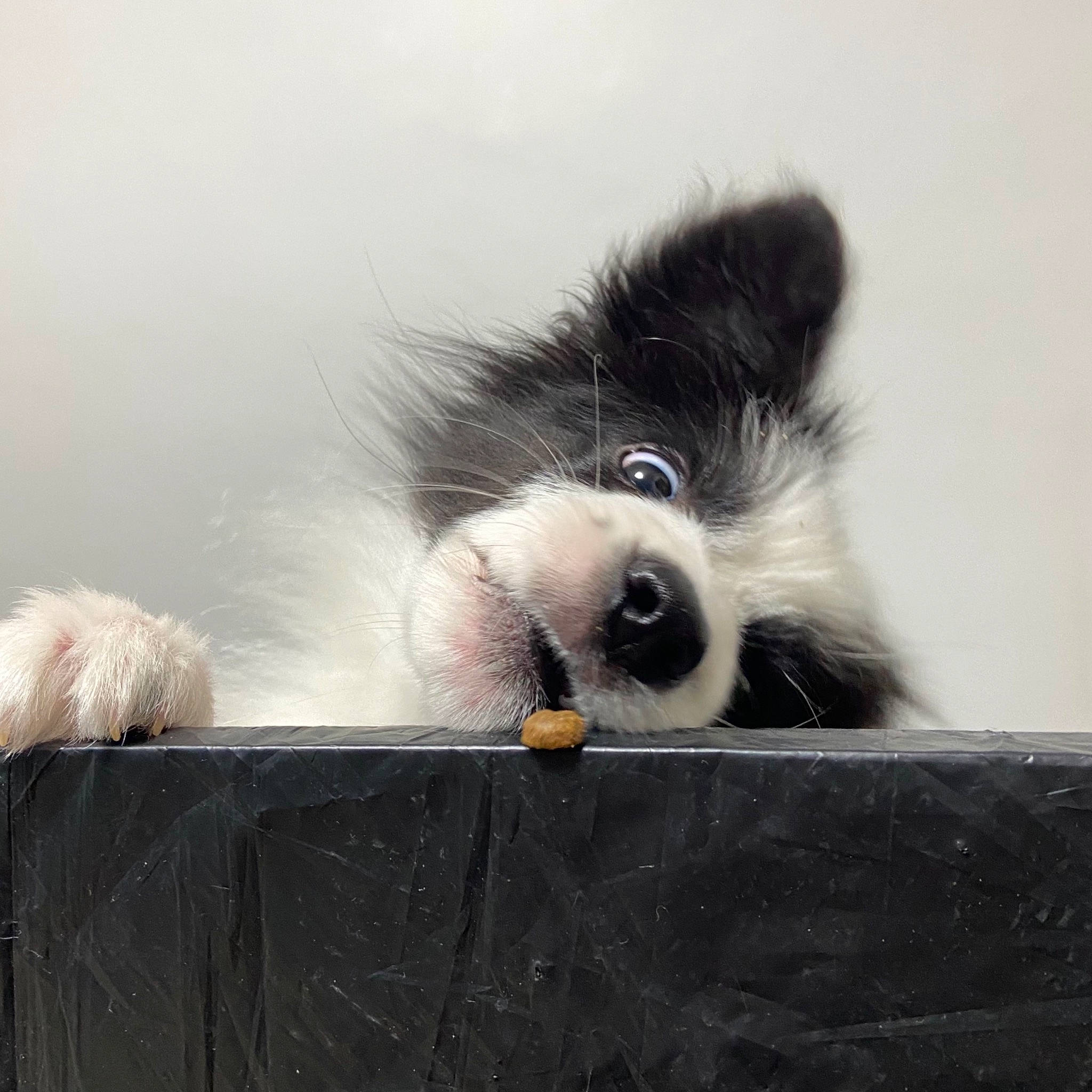 Loki participe au concours pour gagner de l'argent avec cette photo : carnivore, cat, companion_dog, dog_breed, felidae, foot, fur, grey, paw, sky, small_to_medium_sized_cats, snout, tail, terrestrial_animal, tints_and_shades, whiskers