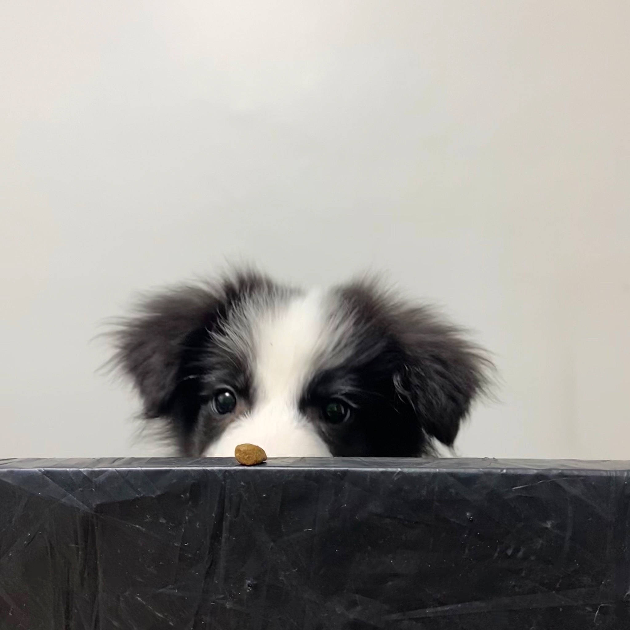 Loki a rejoint le concours — aidez-le/la à gagner de superbes lots ! automotive_tire, canidae, carnivore, companion_dog, dog, dog_breed, fur, herding_dog, rim, skunk, snout, sporting_group, tail, toy_dog, working_dog