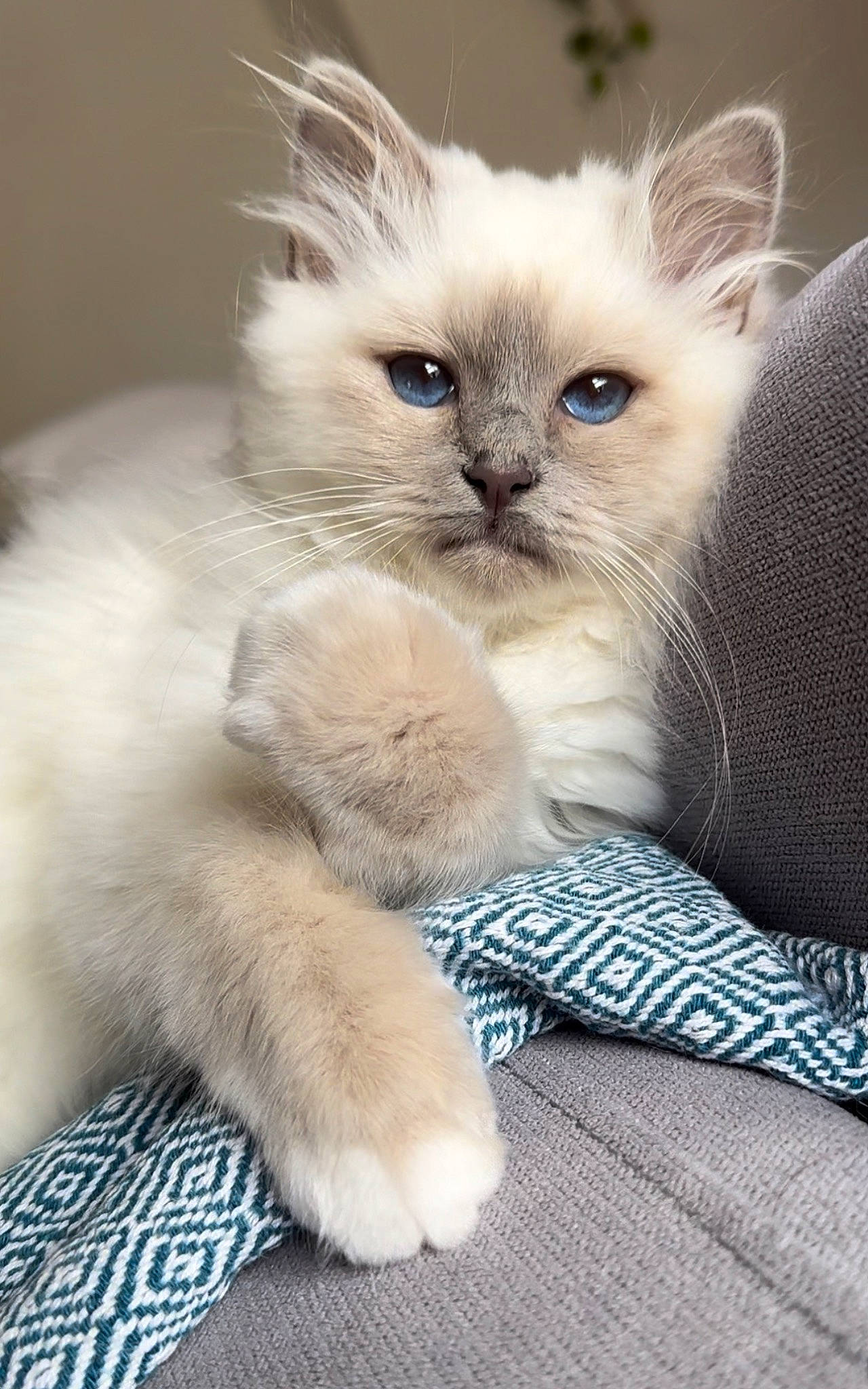 Audrey joined the competition — help win amazing prizes! birman, box, carnivore, cat, cat_supply, claw, comfort, fawn, felidae, fur, paw, ragdoll, siamese, small_to_medium_sized_cats, snout, tail, terrestrial_animal, thai, whiskers, window