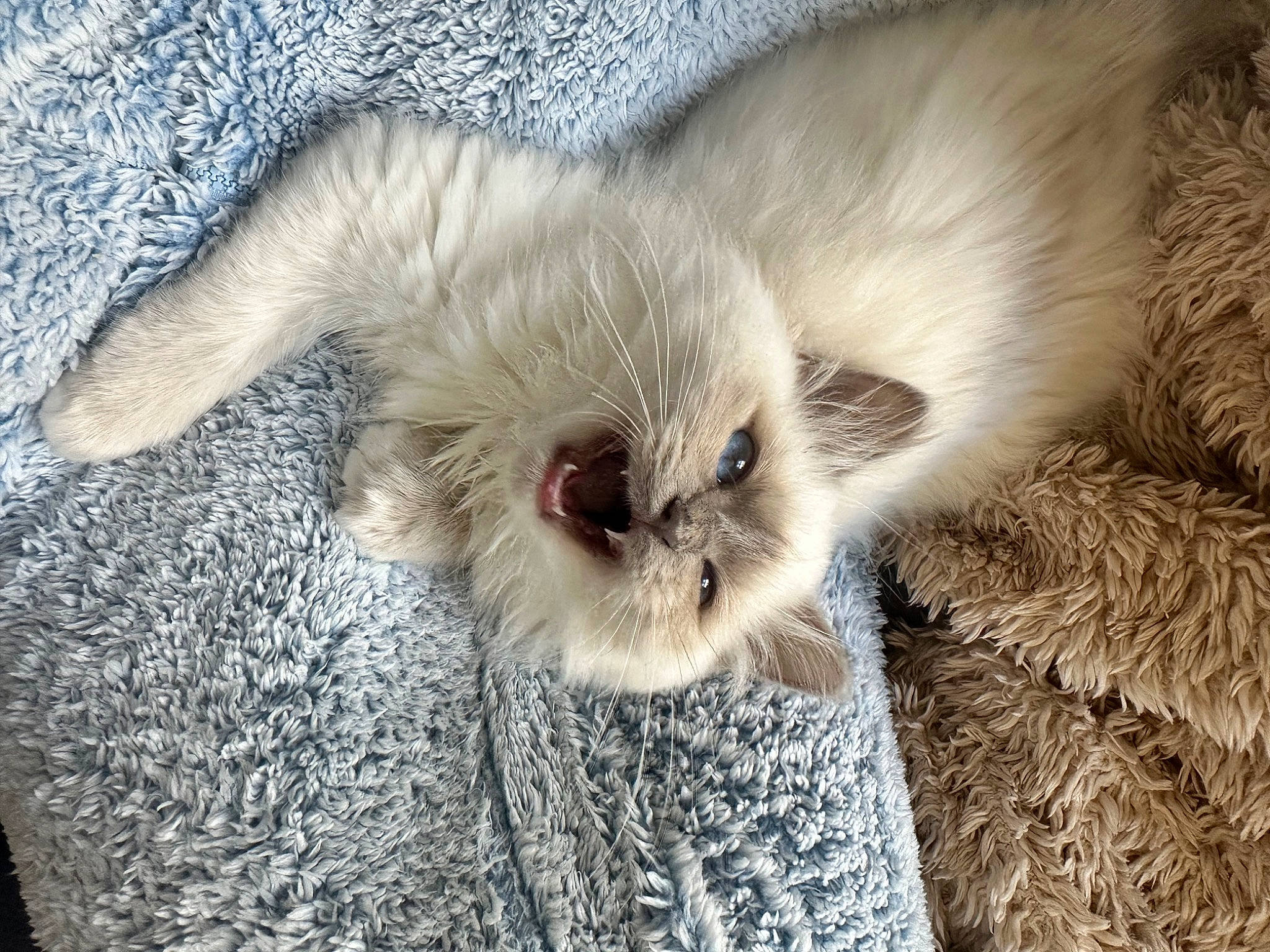 Audrey joined the competition — help win amazing prizes! canidae, carnivore, cat, cat_bed, claw, comfort, companion_dog, dog_breed, fawn, felidae, fur, nap, paw, sleep, small_to_medium_sized_cats, snout, tail, terrestrial_animal, whiskers, wildlife