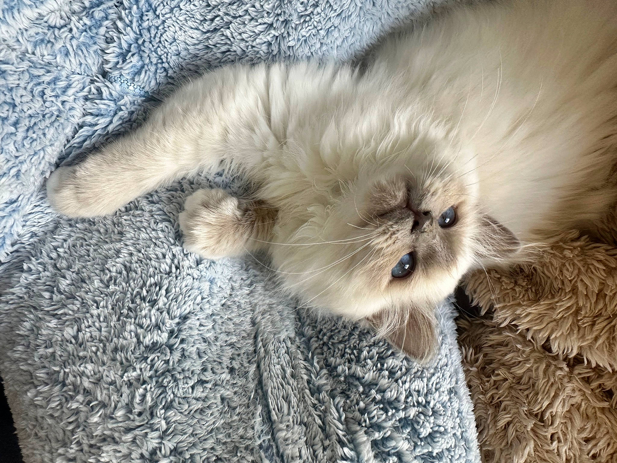 Audrey is registered to the contest to win money with this photo: canidae, carnivore, cat, claw, comfort, companion_dog, dog_breed, eye, fawn, felidae, fur, nap, paw, small_to_medium_sized_cats, snout, sporting_group, tail, terrestrial_animal, toy_dog, whiskers