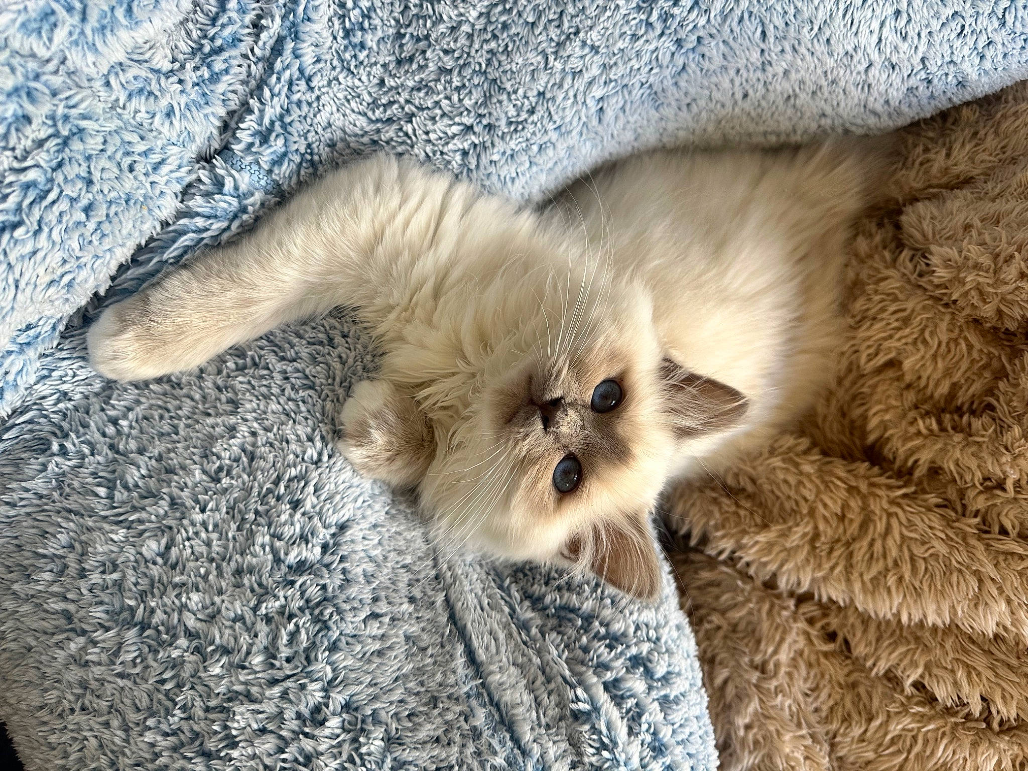 Audrey is registered to the contest to win money with this photo: canidae, carnivore, cat, cat_supply, claw, comfort, companion_dog, dog_breed, fawn, felidae, fur, nap, paw, sleep, small_to_medium_sized_cats, snout, tail, terrestrial_animal, whiskers, wildlife