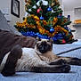 Abyss participe au concours pour gagner de l'argent avec cette photo : cat, siamese_cat, christmas_tree, ornaments, tinsel, couch, indoor, holiday, decorations, relaxed, furniture, home, pet, cozy, festive, animal, tree, living_room, colorful, background