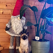 Simba participe au concours pour gagner de l'argent avec cette photo : siamese_cat, cat, gnome, red_hat, plant, potted_plant, green_leaves, wooden_wall, indoor, decor, fur, sitting, animal, whimsical, cozy, home, table, wood_surface, nature, leaf