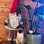 siamese_cat, cat, gnome, red_hat, plant, potted_plant, green_leaves, wooden_wall, indoor, decor, fur, sitting, animal, whimsical, cozy, home, table, wood_surface, nature, leaf