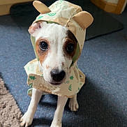 Pippa joined the competition — help win amazing prizes! puppy, dog, hood, costume, ears, indoor, carpet, cute, pet, animal, brown_spot, white_fur, floor, drawer, looking_up, small, adorable, young_dog, canine, domestic