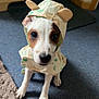 puppy, dog, hood, costume, ears, indoor, carpet, cute, pet, animal, brown_spot, white_fur, floor, drawer, looking_up, small, adorable, young_dog, canine, domestic
