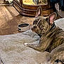 dog, french_bulldog, pet, dog_bed, food_bowl, wood_floor, indoor, furniture, curious, brown_dog, canine, domestic_animal, companion, resting, looking_back, cozy, household, decor, ear, short_hair