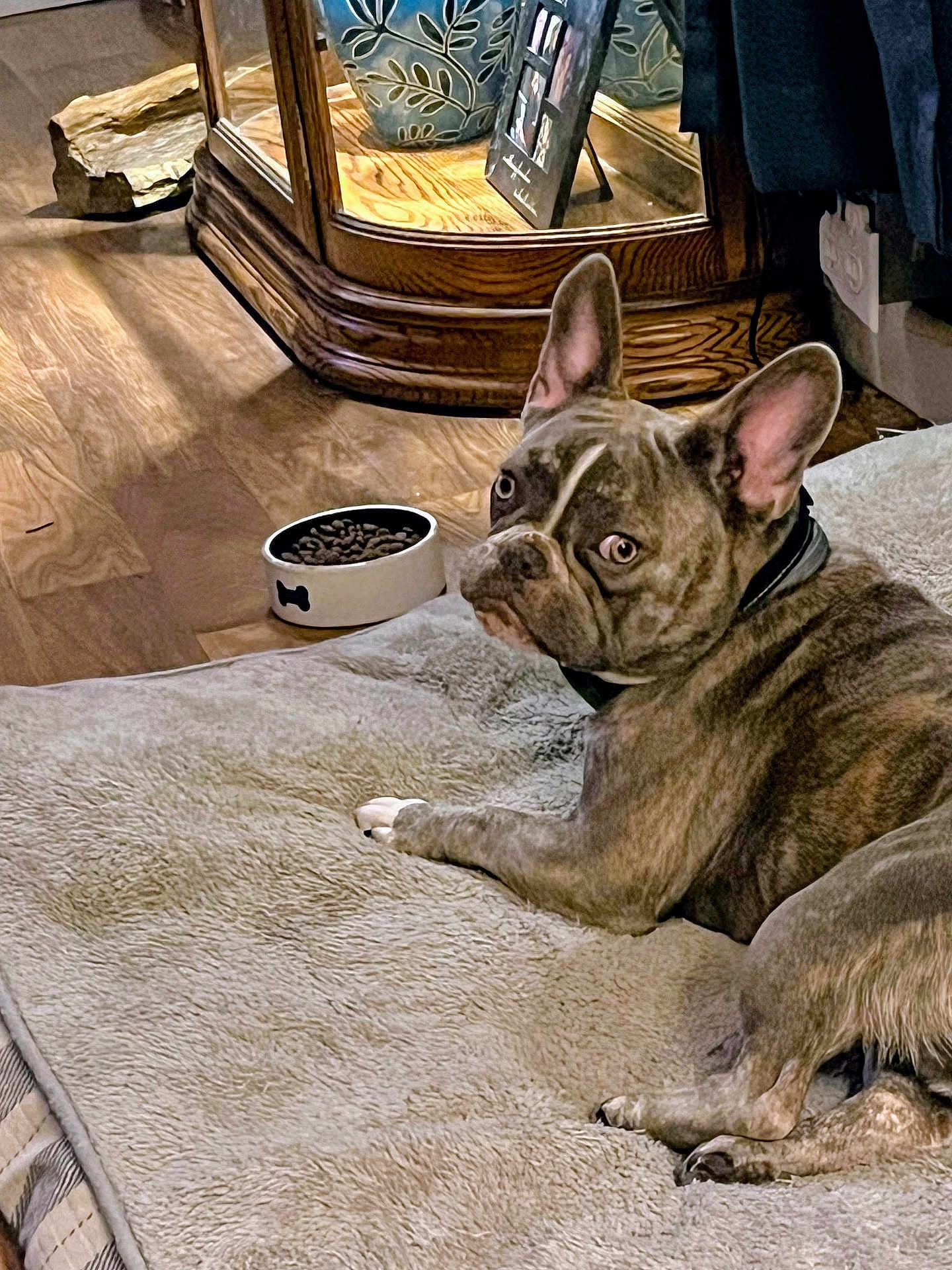 Tracy Griffin joined the competition — help win amazing prizes! dog, french_bulldog, pet, dog_bed, food_bowl, wood_floor, indoor, furniture, curious, brown_dog, canine, domestic_animal, companion, resting, looking_back, cozy, household, decor, ear, short_hair
